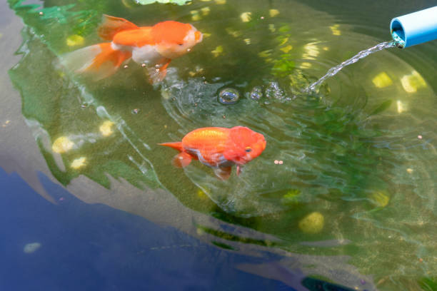 istock Goldfish in aquarium fish pond close up 1849526419