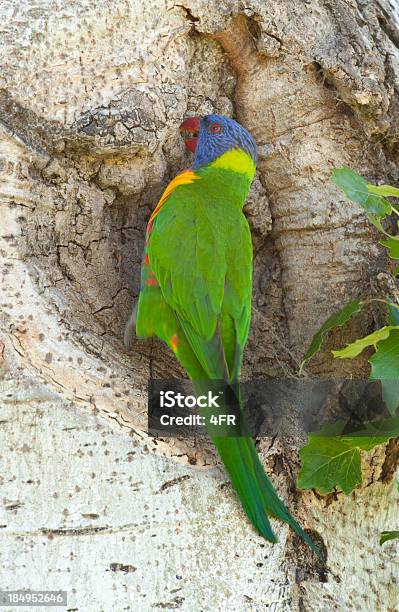 Regenbogenpapagei Trichoglossus Haematodus Stockfoto und mehr Bilder von Ansicht aus erhöhter Perspektive - Ansicht aus erhöhter Perspektive, Australien, Baum