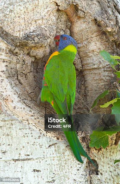 Lorysa Górska Trichoglossus Haematodus - zdjęcia stockowe i więcej obrazów Australia - Australia, Ciekawość, Czerwony