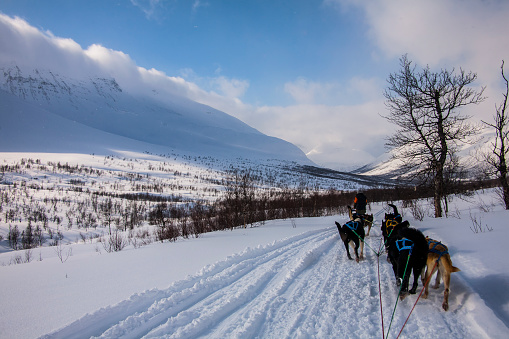 Dog sledding in Lofoten Islands, Northern Norway.