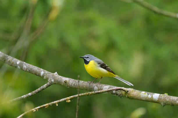 istock A Grey Wagtail sitting on a twig 1849529234