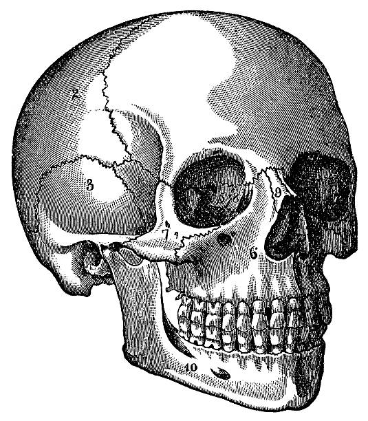 スカル - pencil drawing drawing anatomy human bone点のイラスト素材／クリップアート素材／マンガ素材／アイコン素材