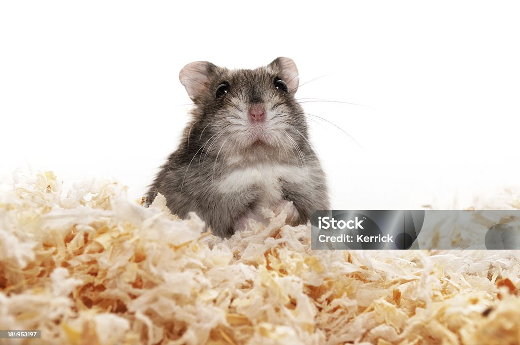 Zuckerhut Hamster - Lizenzfrei Hamster Stock-Foto