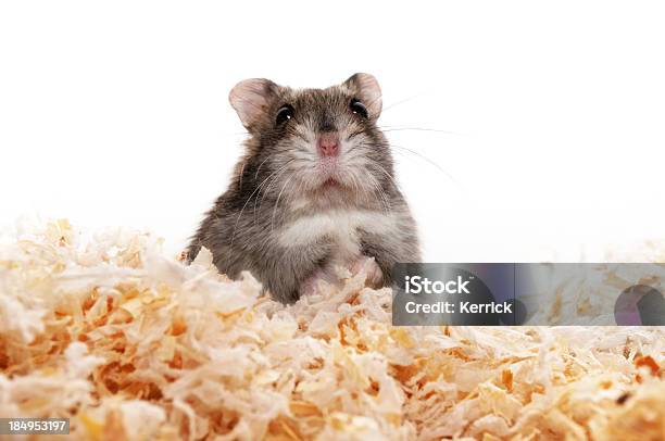 Zuckerhut Hamster Stockfoto und mehr Bilder von Hamster - Hamster, Anreiz, Betteln - Tierisches Verhalten