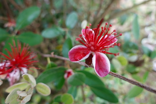 open flower of feijoa. feijoa tree with flowers. flowers with water drop.