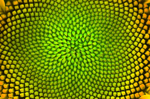 Closeup of a hypnotic sunflower core