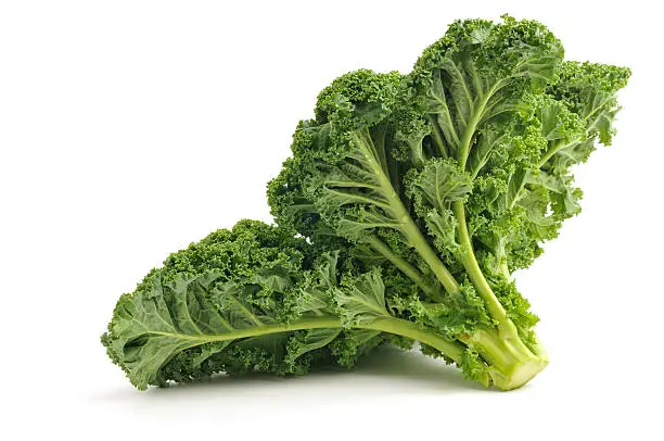 Curly Leaved Kale isolated on a white background.