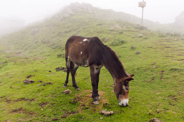 Mountain Mule stock photo