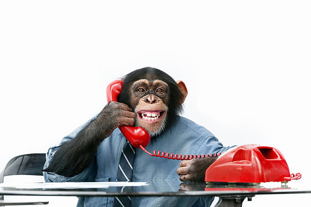 hombre de negocios en ropa chimpancé - telephone chimpanzee monkey on the phone fotografías e imágenes de stock