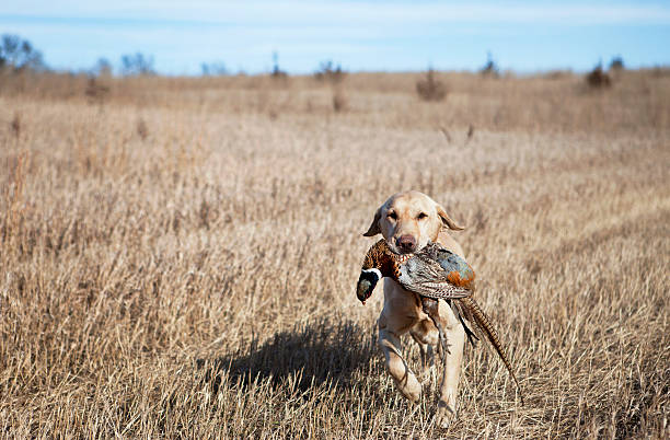 żółty labrador z pheasant - pheasant hunting feather game shooting zdjęcia i obrazy z banku zdjęć