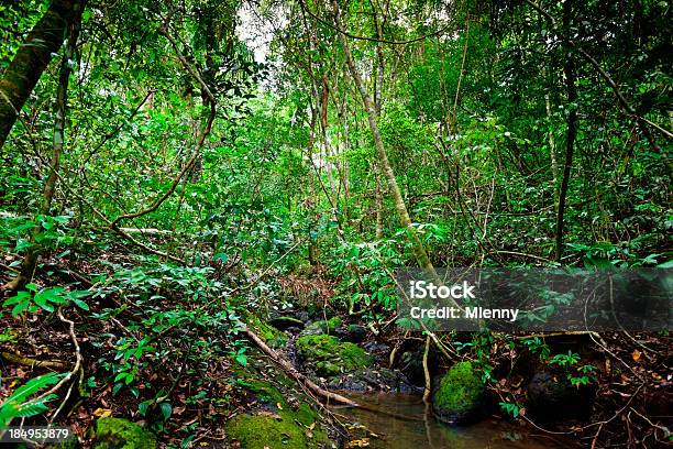 内側熱帯雨林 - 雨林のストックフォトや画像を多数ご用意 - 雨林, かすみ, コケ