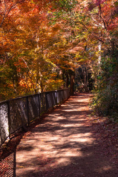 istock Autumn atmosphere in the forest 1849540240