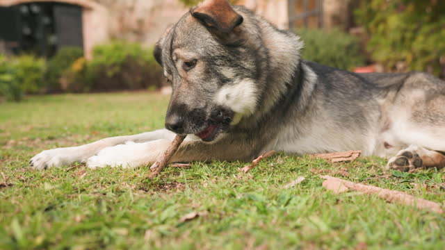 A dog is chewing on a branch.