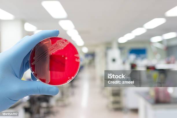 Photo libre de droit de Bactérie Pathogène banque d'images et plus d'images libres de droit de Résistant aux antibiotiques - Résistant aux antibiotiques, SARM, Agent pathogène