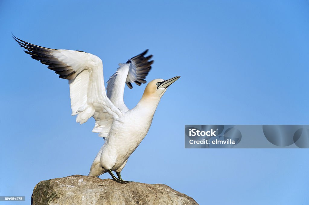 Tölpel Dehnung seine wings in der Colony - Lizenzfrei Amphibie Stock-Foto