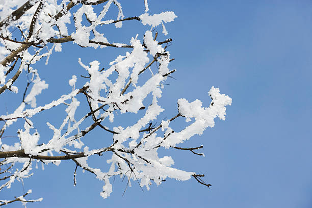 istock Branch with in snow. Close-up. 184954401