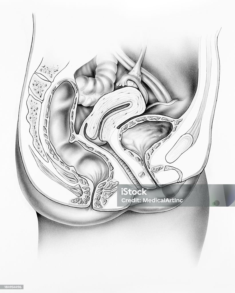 Pelvis - Female Anatomy, Cutaway "Illustration of a female pelvis (cutaway cross section), showing internal organs. Shown are the ovary, fallopian tube, fimbria, uterus, bladder, urinary tract, symphysis pubis, dorsal vein of the clitoris, clitoris, urethra, urethral sphincter, vagina, vulva, colon,.rectal sphincter, and rectum." Bladder stock illustration