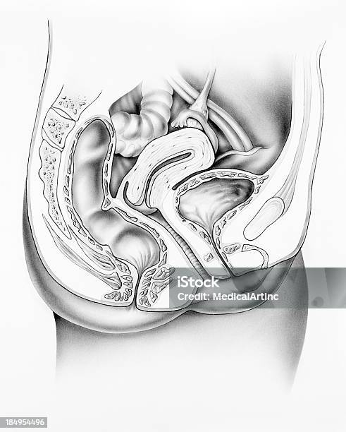 Pelvis Female Anatomy Cutaway Stock Illustration - Download Image Now - Bladder, Uterus, Anatomy