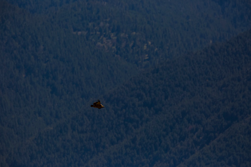 Vulture flight in La Cerdanya, Lleida, Pyrenees, Catalonia, northern Spain