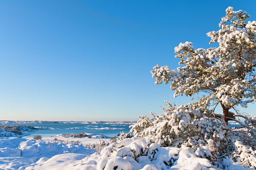 Swedish Coastal Winter Landscape