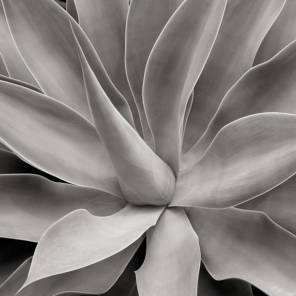 istock Abstract Cactus plant in black and white tones 184954722