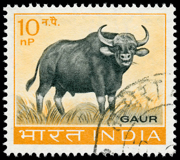 Vintage India stamp: Gaur (bos gaurus) 1963 "A gaur - the Indian bison - on a cancelled Indian stamp, issued in 1963. Isolated on black with excellent detail.Vintage Air Mail stamps:" gaur stock pictures, royalty-free photos & images