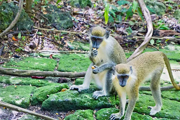 Photo of Green Monkeys, Chlorocebus sabaeus