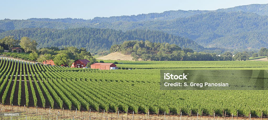 Napa Valley Vineyard "Wine country landscape (Napa valley, California)." Napa Valley Stock Photo