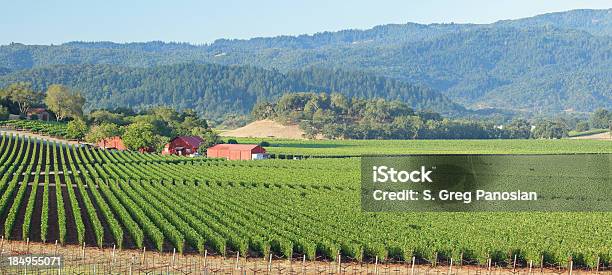 Napa Valley Vineyard Stock Photo - Download Image Now - Napa Valley, Vineyard, Agricultural Field