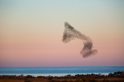 Starlings murmuration in Aiguamolls De L Emporda Nature Park, Spain.