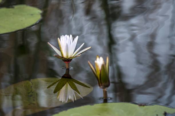 istock White lotus flowers with several green leaves in a pond 1849553403