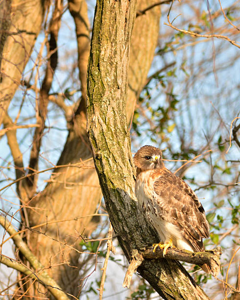 Red-tailed Hawk In Winter Light Beautiful male Red-tailed Hawk, Buteo jamaicensis, in December light perches and poses for me. It just can't get any better hawk wise unless he had a squirrel in his mouth chestertown stock pictures, royalty-free photos & images