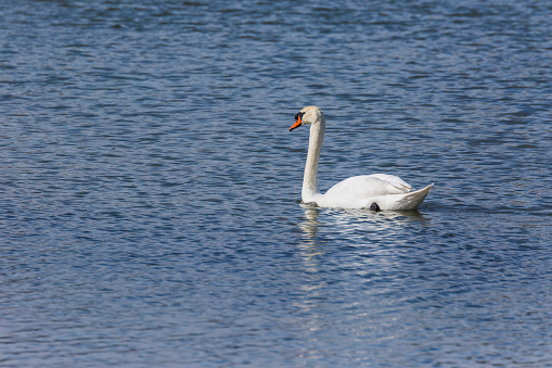 Swan in spring in Aiguamolls De L'Emporda Nature Reserve, Spain.