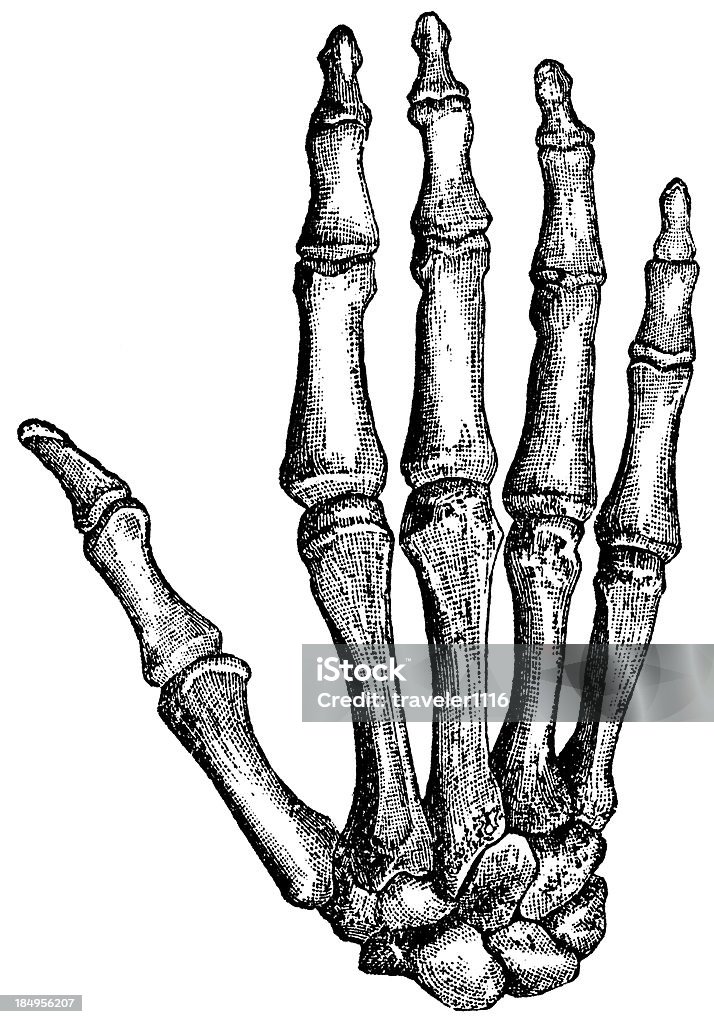 Mano de los huesos - Ilustración de stock de Esqueleto humano libre de derechos