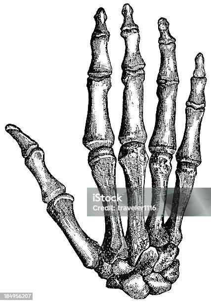 Hand Bones Stock Illustration - Download Image Now - Human Skeleton, Engraving, Etching