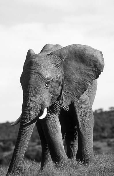 istock South Africa, African elephant. 184956328