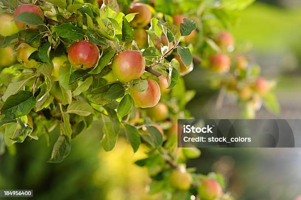 Apple Tree Stockfoto und mehr Bilder von Apfelgarten - Apfelgarten, Agrarbetrieb, Apfel