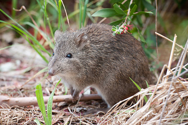 Bandicoot, Genus Perameles (XXXL) "Bandicoot in wildlife, Australia. Nikon D3X. Converted from RAW." bandicoot pictures stock pictures, royalty-free photos & images