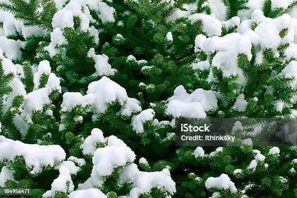 Pine E Sonw - Fotografie stock e altre immagini di Close-up - Close-up, Albero, Inverno