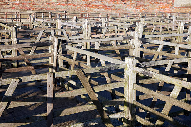 Cattle auction holding pens "Traditional livestock market pens. This is the historic market town of Malton in North Yorkshire. The livestock auction is held weekly, selling cattle, sheep, poultry and fatstock. Wooden and metal fenced pens hold the animals in small groups ready for auction. Focus on the foreground." cattle pen stock pictures, royalty-free photos & images