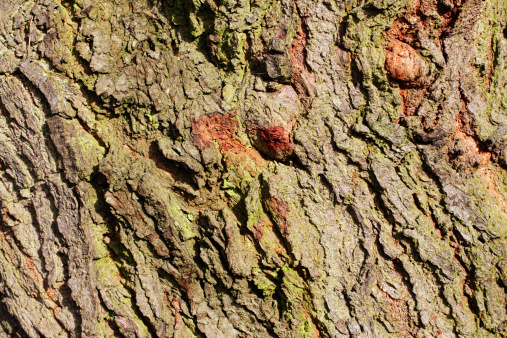 The dark purplish leaves give this decorative fruit its sub-specific name. The cherry plum fruit is medium-sized and dark, and not always easy to see among the dark foliage. In this photograph is shown the green lichen-covered bark of an old red cherry plum tree.