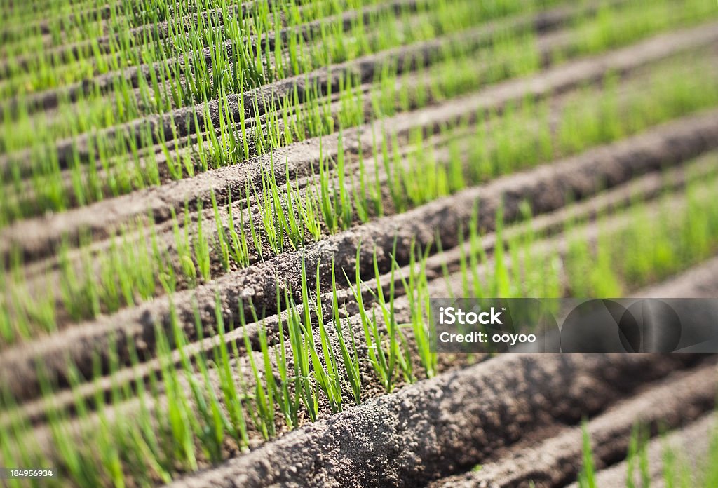 Germen - Foto de stock de Agricultura libre de derechos