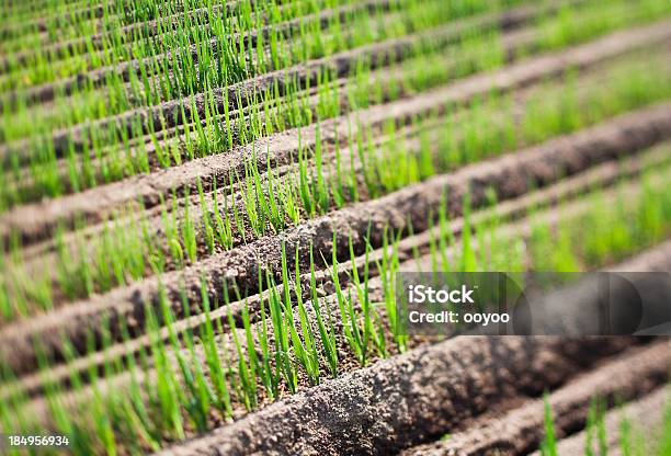 Germen Foto de stock y más banco de imágenes de Agricultura - Agricultura, Aire libre, Ajardinado