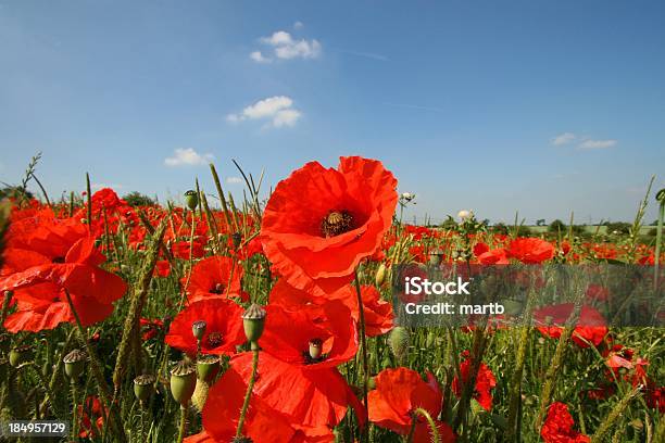 Massa Di Poppies - Fotografie stock e altre immagini di Affollato - Affollato, Armistizio, Battaglia