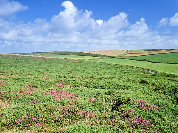 downland - bodmin moor zdjęcia i obrazy z banku zdjęć