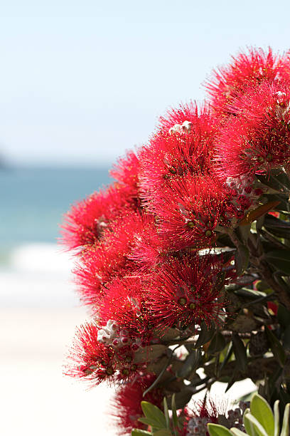 Pohutukawa flowers over beach stock photo