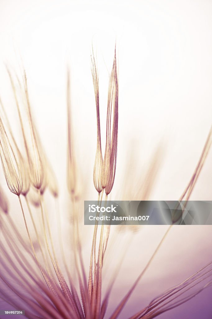 Dandelion seed - Lizenzfrei Rosa Stock-Foto