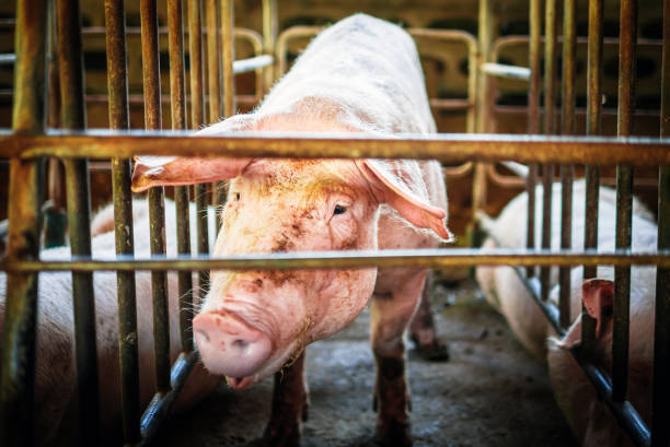 portrait d’un joli cochon reproducteur avec un museau sale, gros plan du museau du cochon. gros cochon dans une ferme dans une porcherie, jeune gros cochon domestique à la ferme d’animaux à l’intérieur - colonie danimaux photos et images de collection