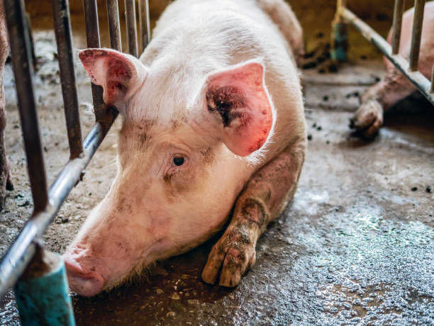 portrait d’un joli cochon reproducteur avec un museau sale, gros plan du museau du cochon. gros cochon dans une ferme dans une porcherie, jeune gros cochon domestique à la ferme d’animaux à l’intérieur - colonie danimaux photos et images de collection