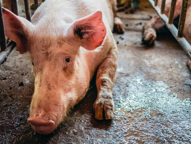 portrait d’un joli cochon reproducteur avec un museau sale, gros plan du museau du cochon. gros cochon dans une ferme dans une porcherie, jeune gros cochon domestique à la ferme d’animaux à l’intérieur - colonie danimaux photos et images de collection